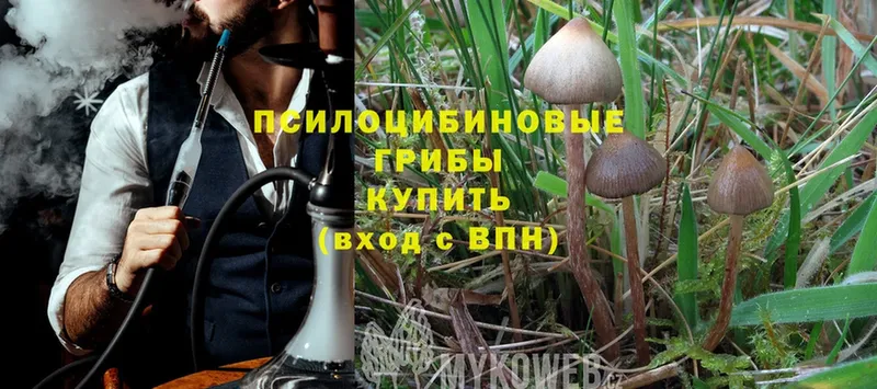 наркотики  Кукмор  ссылка на мегу маркетплейс  Псилоцибиновые грибы MAGIC MUSHROOMS 